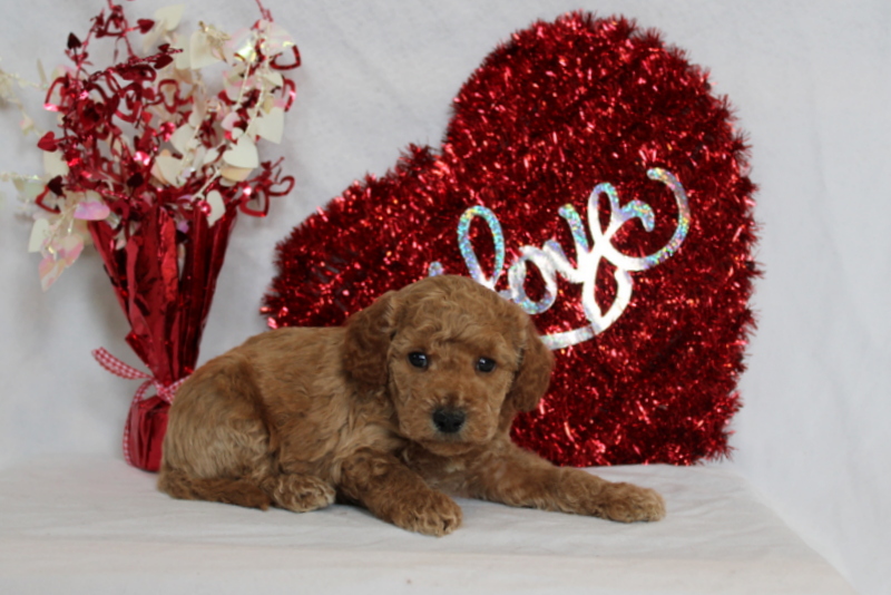 puppy, for, sale, Mini Berndoodle F2B, Matthew B. Stoltzfus, dog, breeder, Gap, PA, dog-breeder, puppy-for-sale, forsale, nearby, find, puppyfind, locator, puppylocator, aca